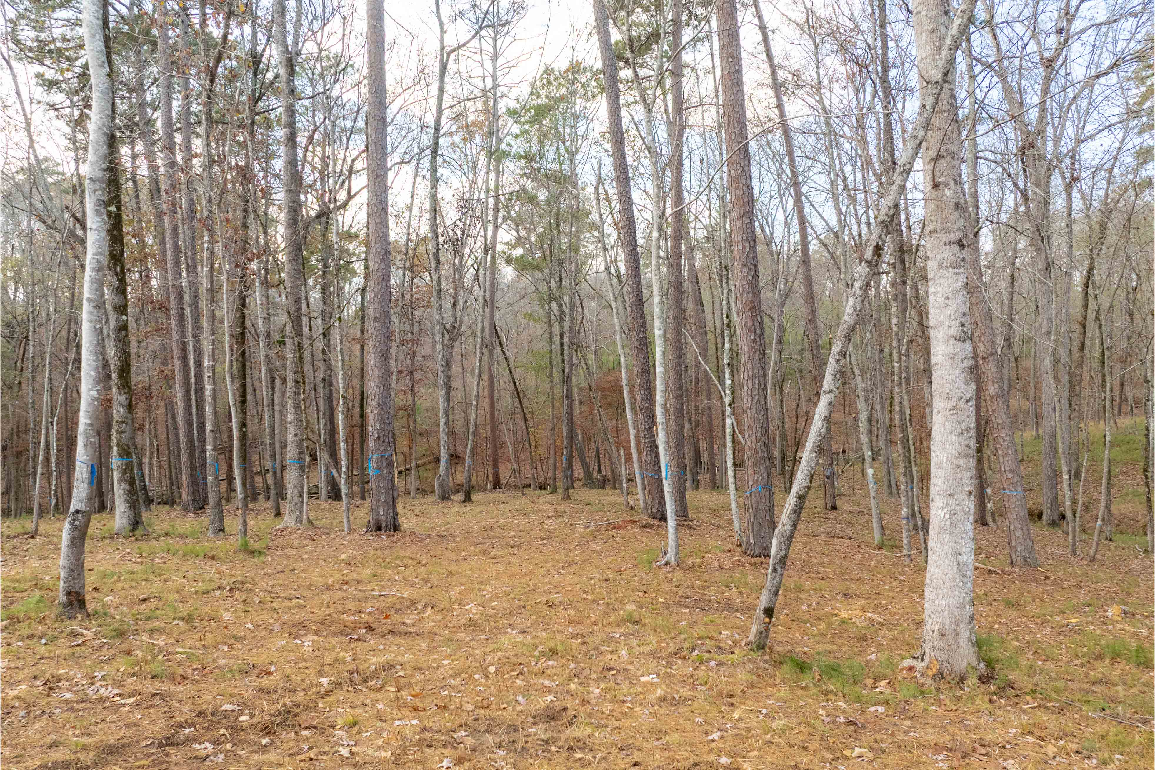 1217 Fox Squirrel Drive image 5